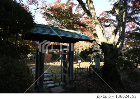 越路もみじ園に広がる紅葉の風景（新潟県長岡市） 136624355