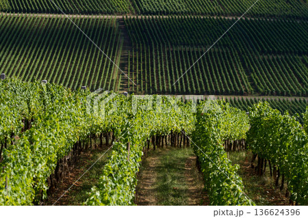 alsacian vineyard 136624396