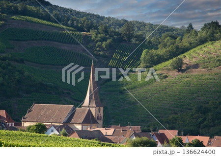 alsacian vineyard alsacian vineyard 136624400