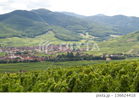 alsacian vineyard 136624418