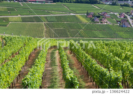 alsacian vineyard alsacian vineyard 136624422