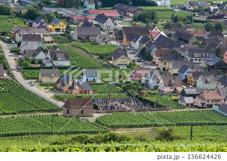 alsacian vineyard 136624426
