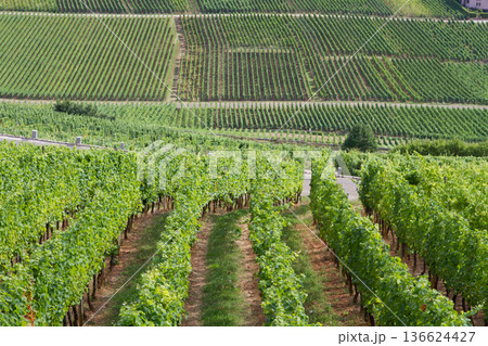 alsacian vineyard alsacian vineyard 136624427