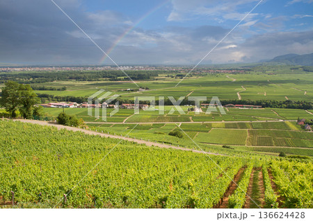 alsacian vineyard alsacian vineyard 136624428