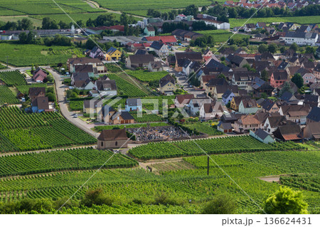 alsacian vineyard alsacian vineyard 136624431