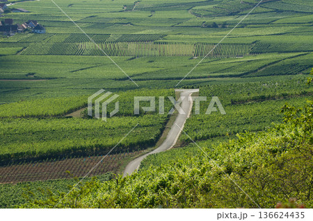 alsacian vineyard alsacian vineyard 136624435