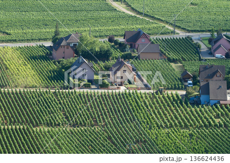 alsacian vineyard 136624436