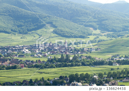 alsacian vineyard 136624438
