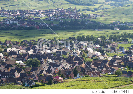 alsacian vineyard 136624441