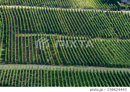 alsacian vineyard alsacian vineyard 136624443