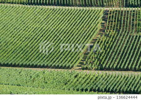 alsacian vineyard alsacian vineyard 136624444