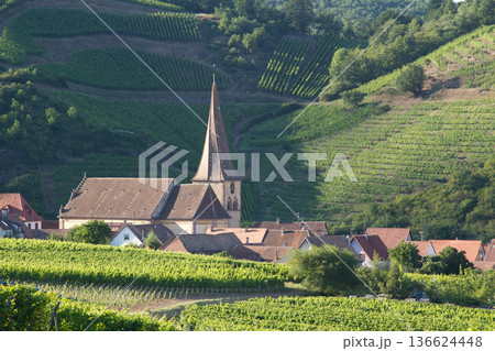 alsacian vineyard 136624448
