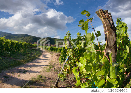 alsacian vineyard 136624462