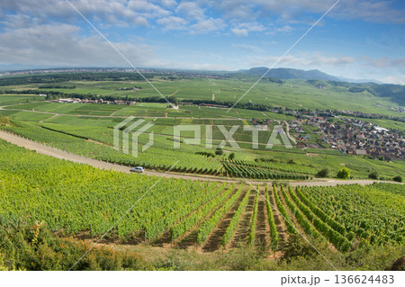 alsacian vineyard 136624483