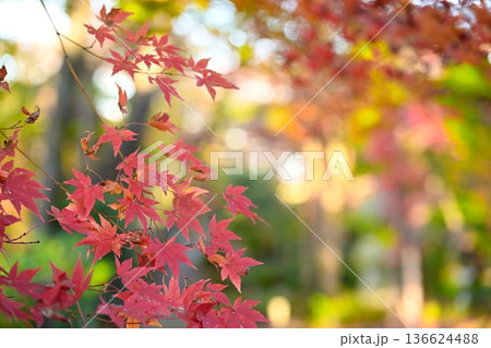 紅葉イメージ 136624488