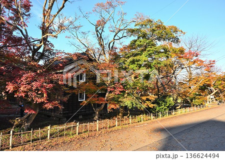 越路もみじ園に広がる紅葉の風景（新潟県長岡市） 136624494