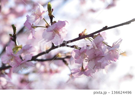 春の日差しを浴びる桜 春の日差しを浴びる桜 136624496