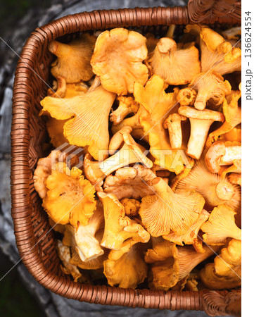 Chanterelle mushrooms in a woven basket 136624554