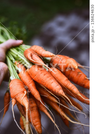 Male hands holding freshly harvested carrots Male hands holding freshly harvested carrots 136624630