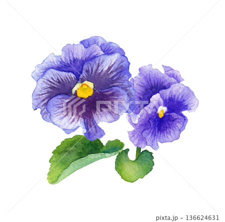 青紫色パンジーの水彩イラスト　春の花苗 136624631
