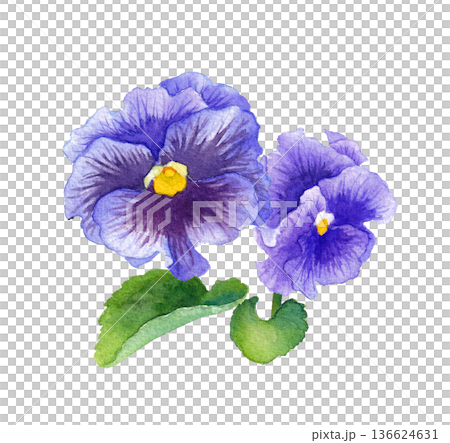 青紫色パンジーの水彩イラスト　春の花苗 136624631