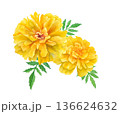 黄色いマリーゴールドの水彩イラスト 春の花苗 黄色いマリーゴールドの水彩イラスト 春の花苗 136624632