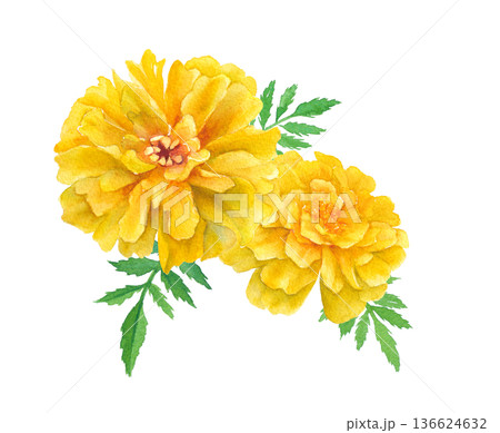 黄色いマリーゴールドの水彩イラスト　春の花苗 136624632