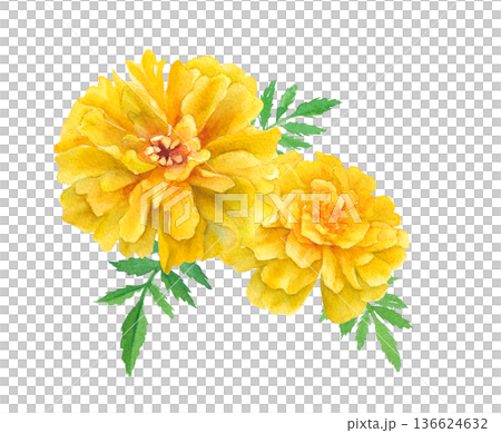 黄色いマリーゴールドの水彩イラスト　春の花苗 136624632