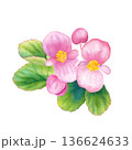 ピンク色のベゴニアの水彩イラスト 春の花苗 ピンク色のベゴニアの水彩イラスト 春の花苗 136624633