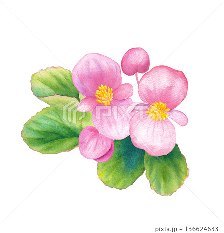 ピンク色のベゴニアの水彩イラスト 春の花苗 ピンク色のベゴニアの水彩イラスト 春の花苗 136624633