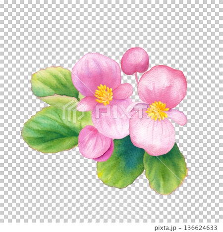Pink begonia watercolor illustration Spring flower seedlings 136624633