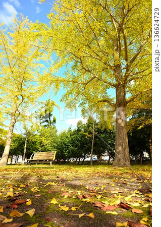 秋晴れの島見緑地公園とイチョウの木々（新潟県新潟市） 136624729