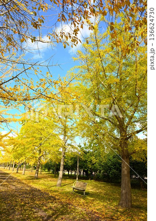 秋晴れの島見緑地公園とイチョウの木々（新潟県新潟市） 136624730