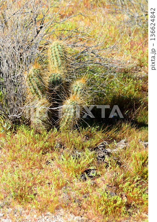 Hedge Hog cactus Hedge Hog cactus 136624842