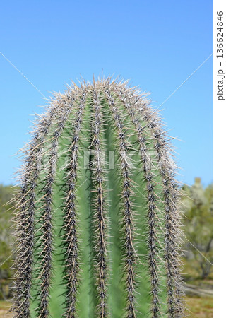 Closeup Old Saguaro Cactus Sonora desert Arizona Closeup Old Saguaro Cactus Sonora desert Arizona 136624846
