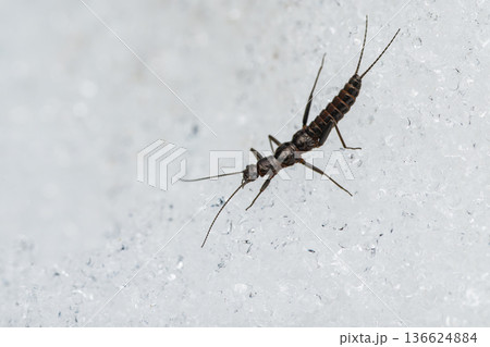 雪の上を歩くセッケイカワゲラ 雪の上を歩くセッケイカワゲラ 136624884