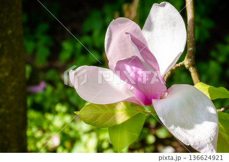 pink magnolia in spring. delicate single flower in full bloom. beautiful background of botany garden. branch of soulangeana in morning sunlight. romantic outdoor harmony scene pink magnolia in spring. delicate single flower in full bloom. beautiful background of botany garden. branch of soulangeana in morning sunlight. romantic outdoor harmony scene 136624921