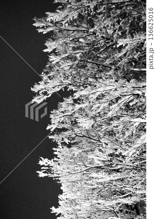 冬の夜空に映える雪の積もった木々 136625016