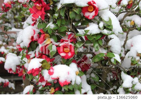 雪は赤い花を隠すように降り積もる。椿?サザンカ? 雪は赤い花を隠すように降り積もる。椿?サザンカ? 136625060