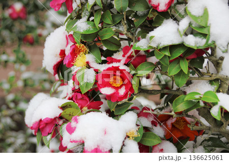 雪は赤い花を隠すように降り積もる。椿?サザンカ? 雪は赤い花を隠すように降り積もる。椿?サザンカ? 136625061