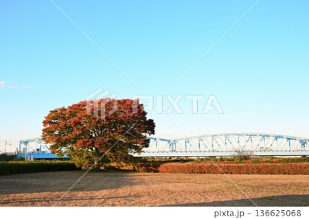 青空の下に広がる阿賀野川河川敷公園の紅葉(新潟県新潟市) 青空の下に広がる阿賀野川河川敷公園の紅葉(新潟県新潟市) 136625068