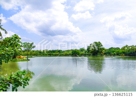 緑に囲まれた池のある公園 緑に囲まれた池のある公園 136625115