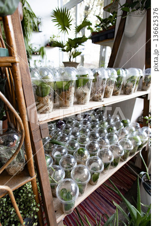 A wooden shelf displays numerous plants in clear plastic cups, showcasing a variety of propagation methods A wooden shelf displays numerous plants in clear plastic cups, showcasing a variety of propagation methods 136625376