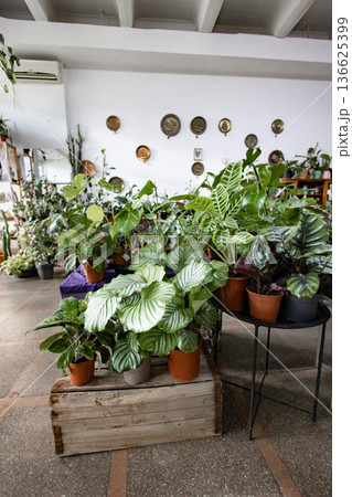 A variety of potted houseplants are arranged on display in a bright, inviting shop setting A variety of potted houseplants are arranged on display in a bright, inviting shop setting 136625399
