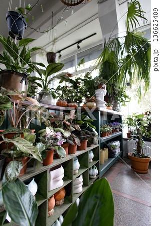 A variety of potted plants are displayed on shelves in a bright, airy greenhouse setting 136625409