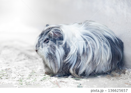 グレーと白の長い毛をもつモルモット 136625657