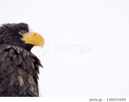 電柱にとまるオオワシ 電柱にとまるオオワシ 136625689