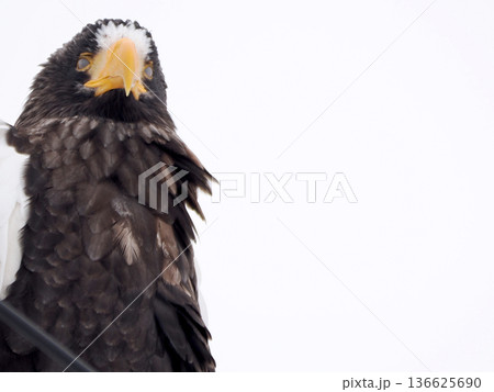 電柱にとまるオオワシ 136625690