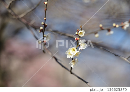 春の訪れを告げる梅の花 136625870