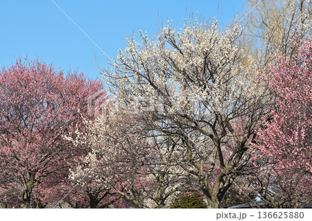 青空に映える梅の花 青空に映える梅の花 136625880